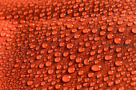 橙红表面水珠微距，晶莹剔透
