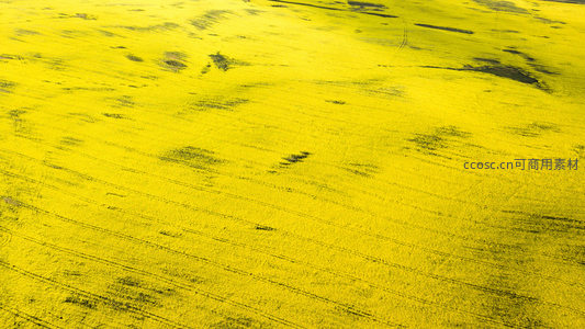 航拍视角下的金色花海田野