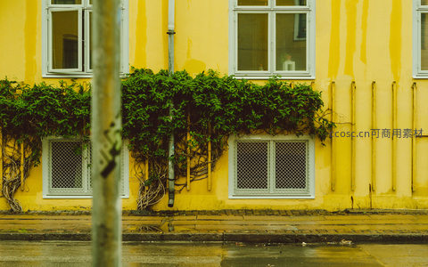 黄色外墙与绿植缠绕的复古窗景