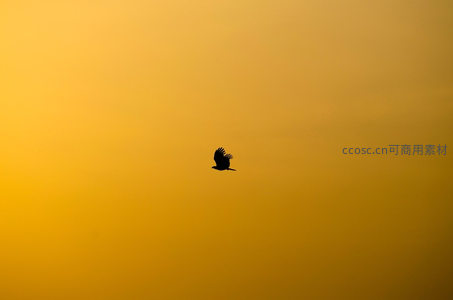 孤鹰剪影翱翔于金黄暮色长空