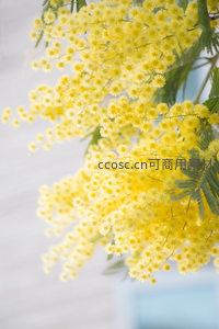 盛开的金合欢花簇