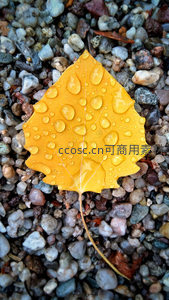 秋日黄叶缀水珠，石子铺地显自然
