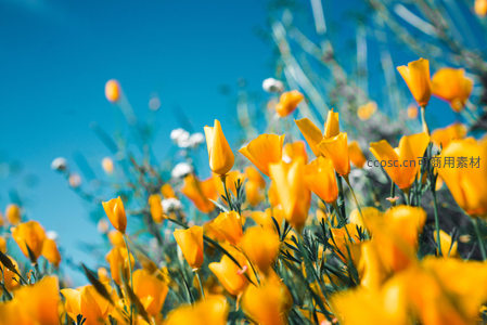 蓝天下的金罂粟花海盛放