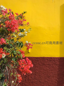 红粉三角梅映衬明黄墙面