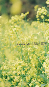 微距下的油菜花田盛景