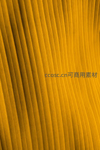 金色叶片脉络的微距特写