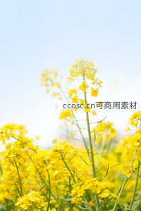 春日油菜花田微距特写，金黄花朵迎风绽放