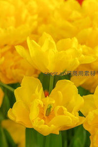 金黄郁金香绽放春日生机