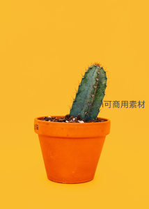 橙盆仙人掌在纯黄背景中