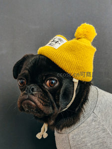 戴黄色毛线帽的黑巴哥犬萌照