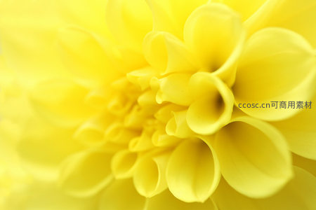 黄色大丽花微距特写