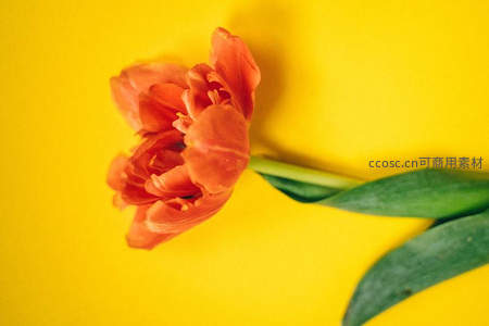 橙色郁金香在明亮黄背景中绽放