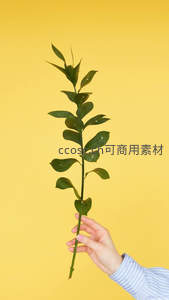 手握绿枝，黄背景下的自然生机