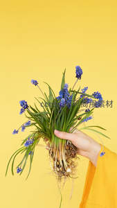 手捧蓝花束，根系清晰可见