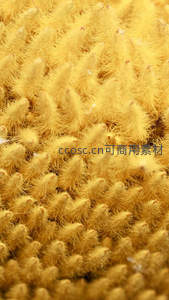 向日葵花蕊微距特写，金黄绒毛细腻如丝