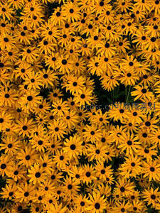 满屏盛开的金黄色黑心菊构成灿烂花海