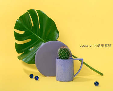 龟背竹叶与仙人掌杯的清新组合