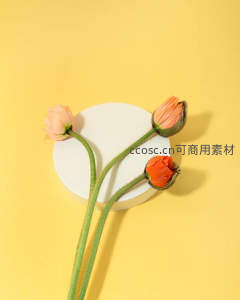 三朵虞美人静置于圆台