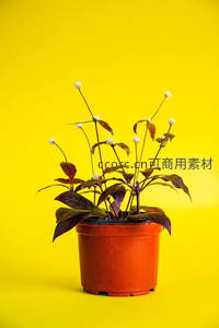 紫叶盆栽点缀纯黄背景生机盎然