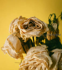 枯萎玫瑰在暖黄背景下的静谧之美