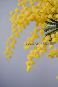 含羞草花簇绽放，柔黄如云朵