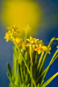水仙花迎光绽放，明黄娇艳欲滴