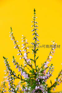 明黄背景下的紫色石楠花微距特写