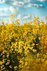 春日油菜花海与蓝天白云的壮丽风光