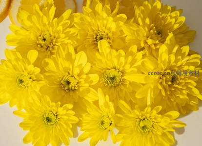 灿烂黄菊簇拥绽放，满屏春意盎然