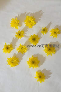 白色背景上散落的黄色小菊花，光影交错