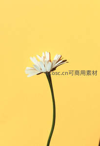 单支白色雏菊在纯黄背景下亭亭玉立
