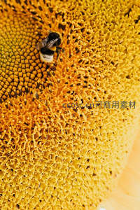 蜜蜂在向日葵花盘上采蜜