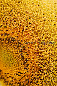 向日葵花心的纹理细节