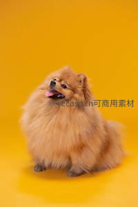 蓬松博美犬在明黄背景前吐舌微笑