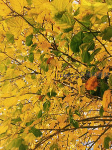 仰望秋日树冠，金黄与翠绿交织的斑斓光影画卷