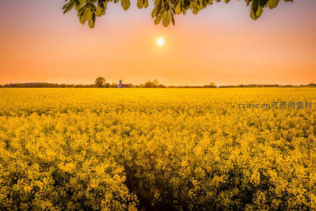 日落时分的无垠油菜花田野