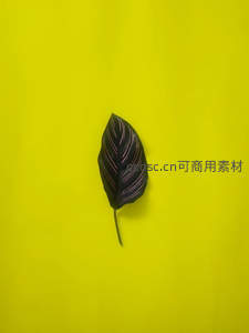 深紫叶脉叶片置于荧光黄背景