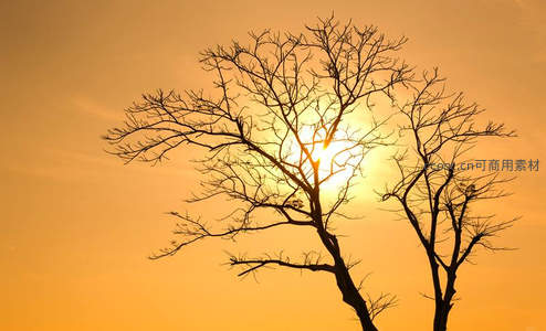 枯树剪影映夕阳，金色天空如画卷