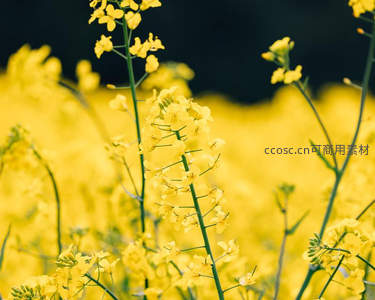 油菜花海微距特写，金黄花瓣迎风摇曳