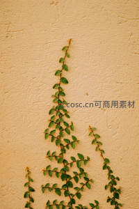 绿藤攀爬米色墙，几何图案显生机