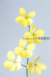 淡黄花瓣在浅灰背景中绽放的优雅姿态