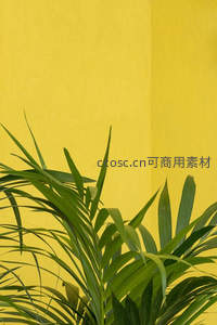 绿叶与黄墙的清新对比
