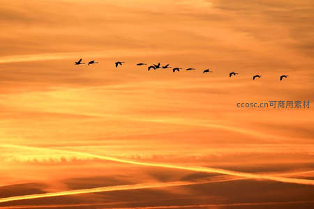 雁阵飞越霞光万丈，剪影勾勒迁徙之路