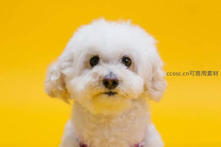 萌宠比熊犬凝视镜头