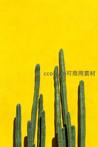 黄墙前的绿色仙人掌群落