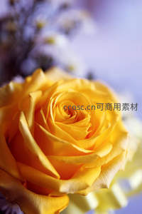 绽放的黄色玫瑰花蕊特写