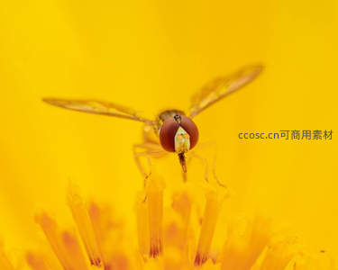 微距镜头下苍蝇停驻在黄色花朵蕊心