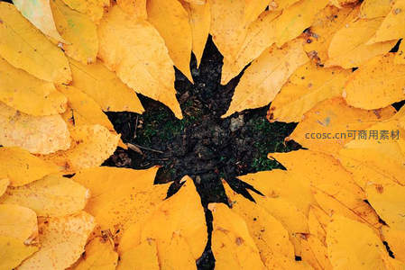 秋日落叶围成星形图案，中心深色土壤展现自然之美