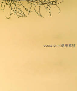 淡黄天空下垂落的绿色枝条