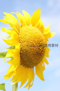 向日葵在蓝天下的灿烂绽放